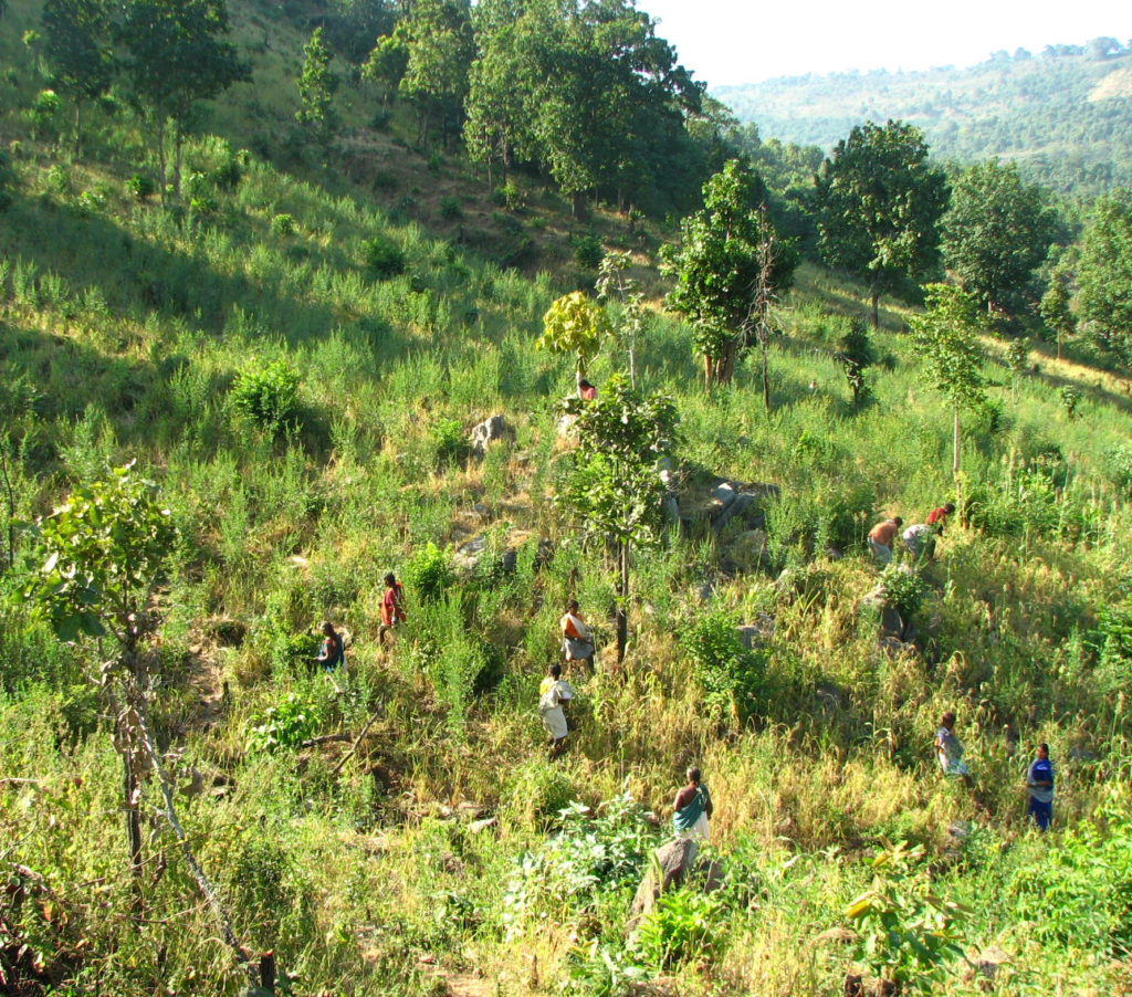 shifting-cultivation-2